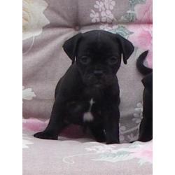 mopshond pups gekruist met jack russell