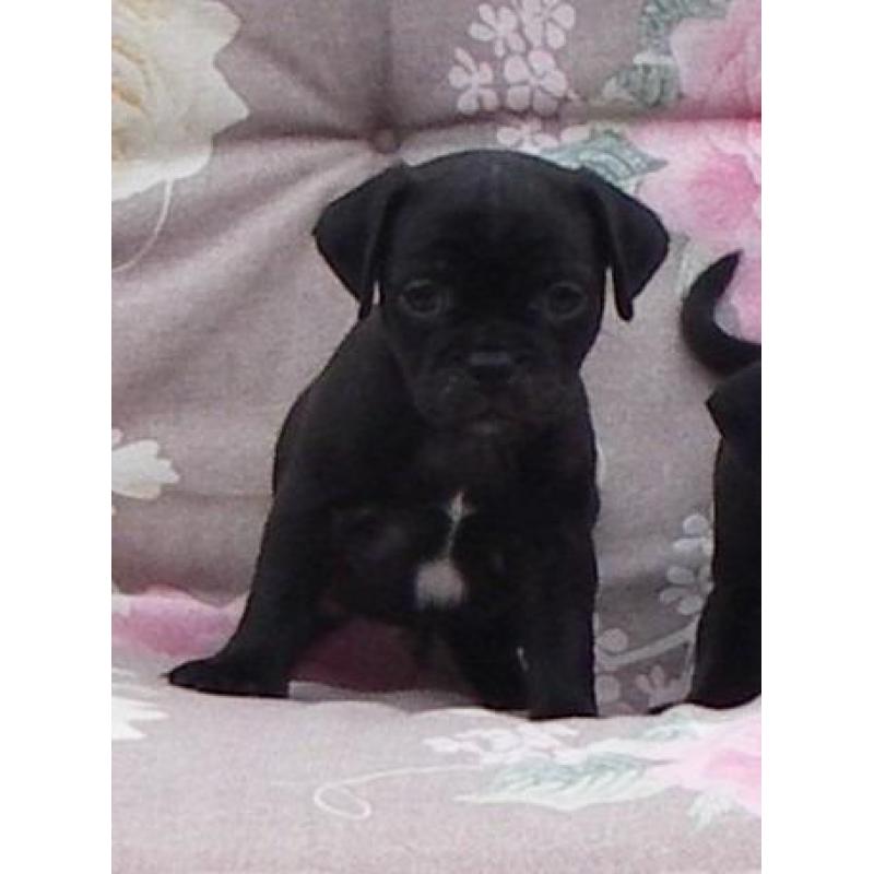 mopshond pups gekruist met jack russell
