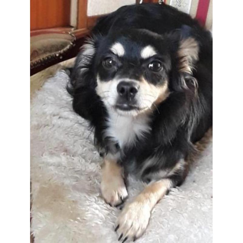 Chihuahuas te koop