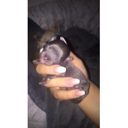 Blue and tan chihuahua pup!
