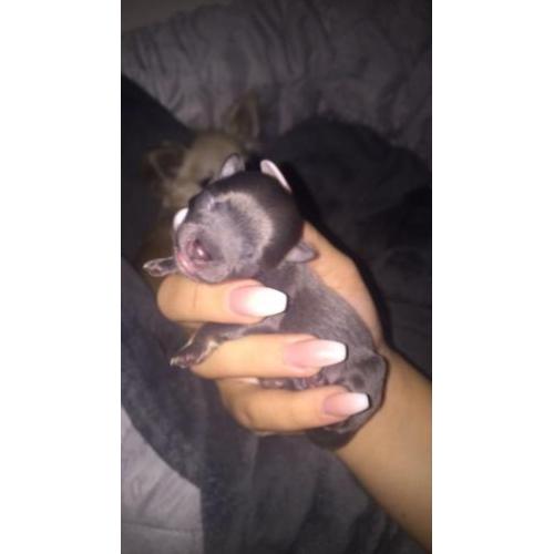 Blue and tan chihuahua pup!