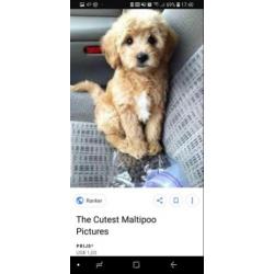 Maltipoo of cockapoo pup gezocht!