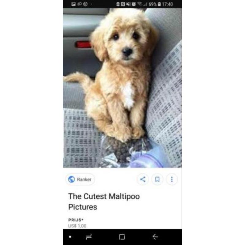 Maltipoo of cockapoo pup gezocht!