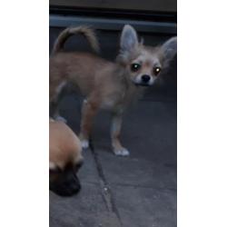 Mooi langhaar chihuahua pup teefje