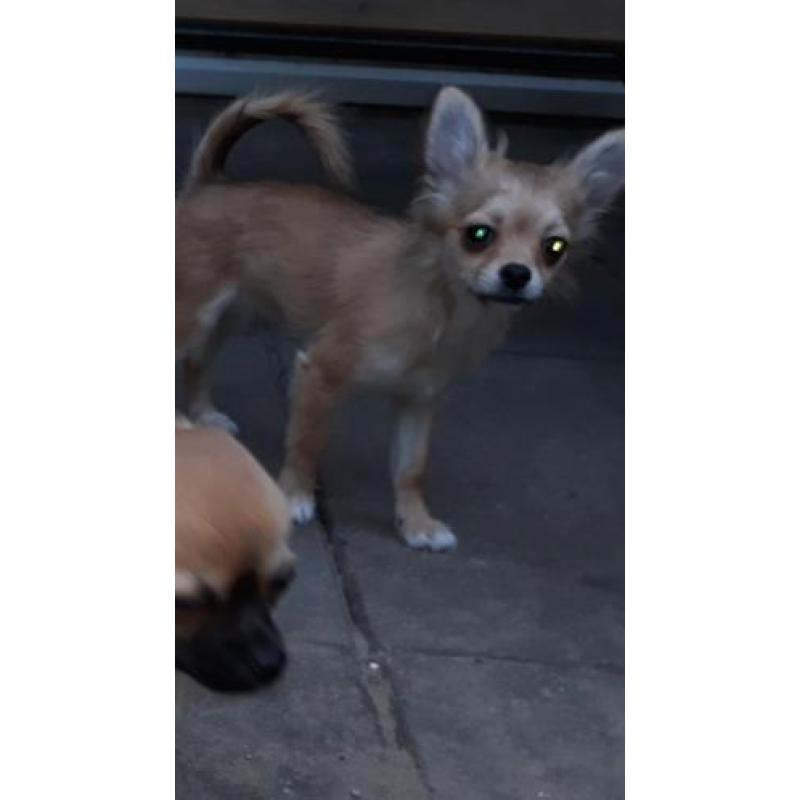 Mooi langhaar chihuahua pup teefje