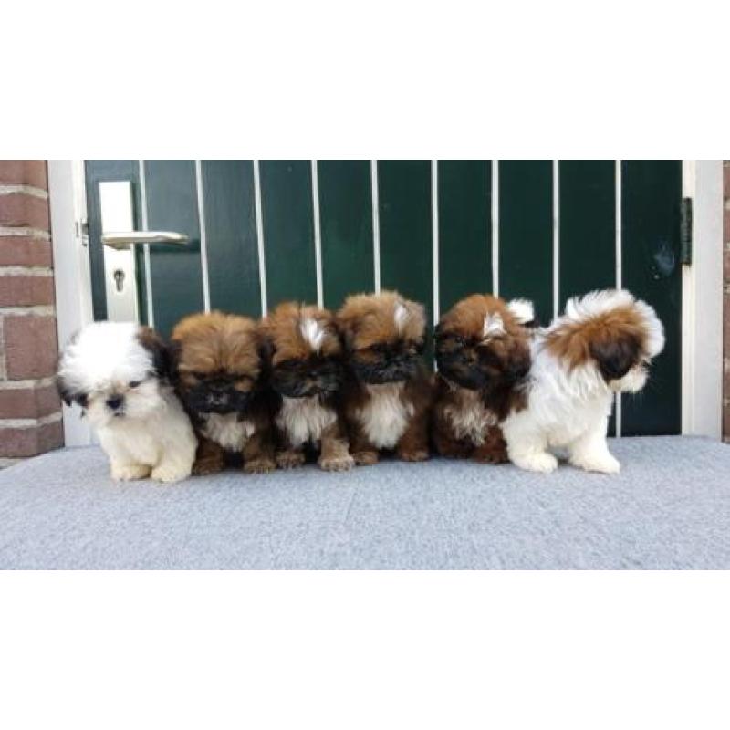 Mooie Shih tzu puppy's