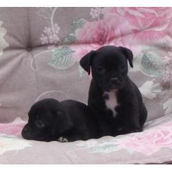 mopshond pups gekruist met jack russell