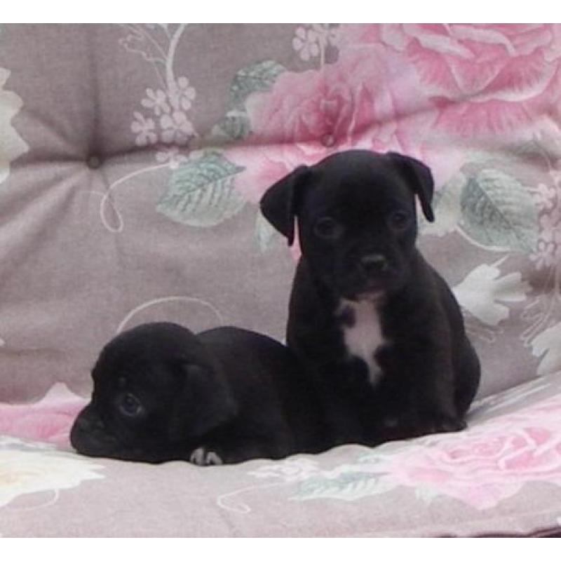 mopshond pups gekruist met jack russell