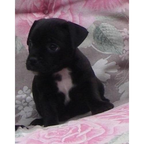 mopshond pups gekruist met jack russell