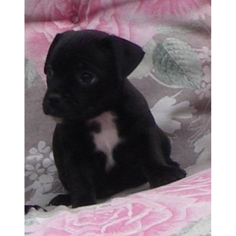 mopshond pups gekruist met jack russell