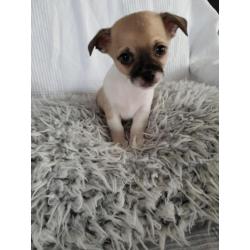 1 prachtige chihuahua pups