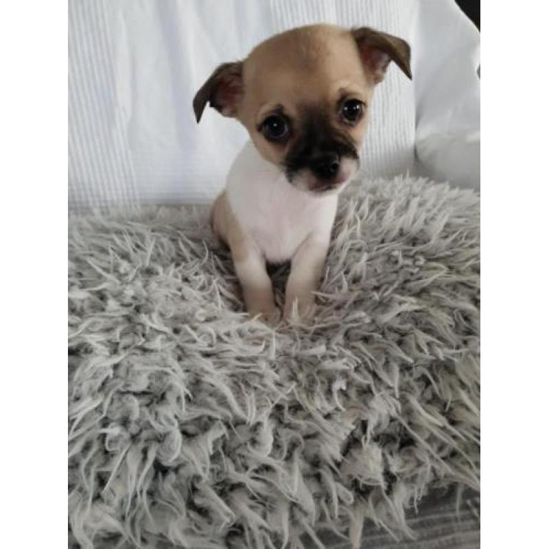 1 prachtige chihuahua pups