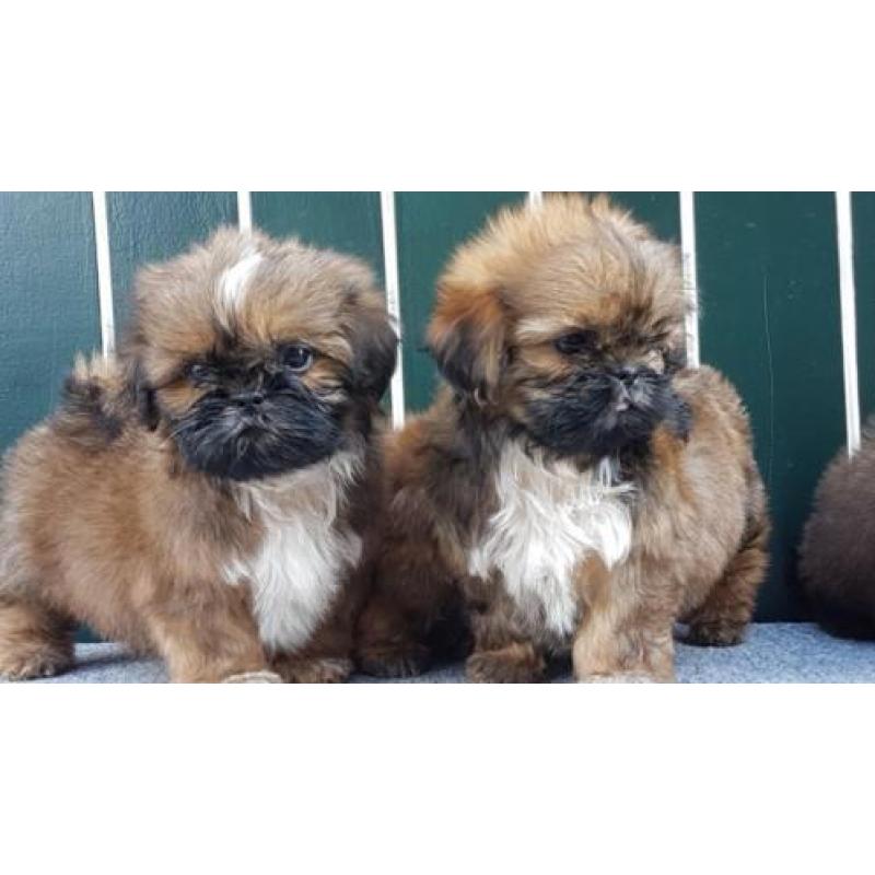 Mooie Shih tzu puppy's