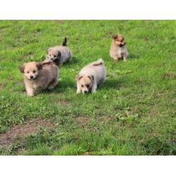 Kruising Dwergkees pups