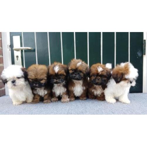 Mooie Shih tzu puppy's