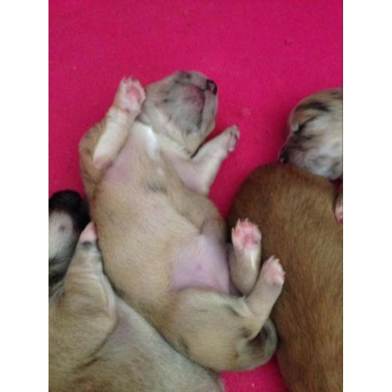 Chihuahua pups