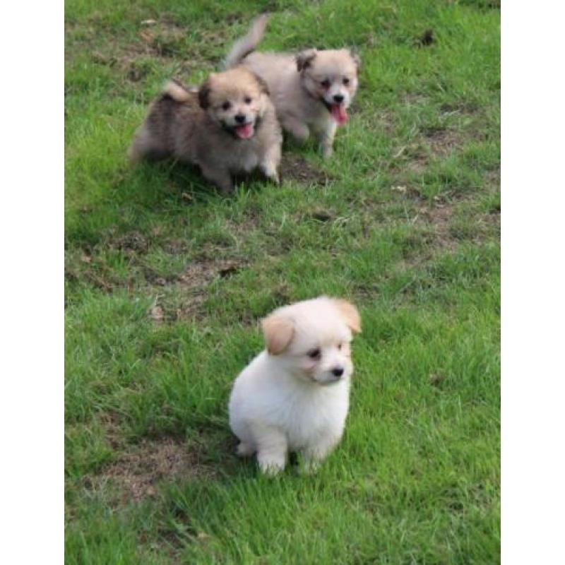Kruising Dwergkees pups