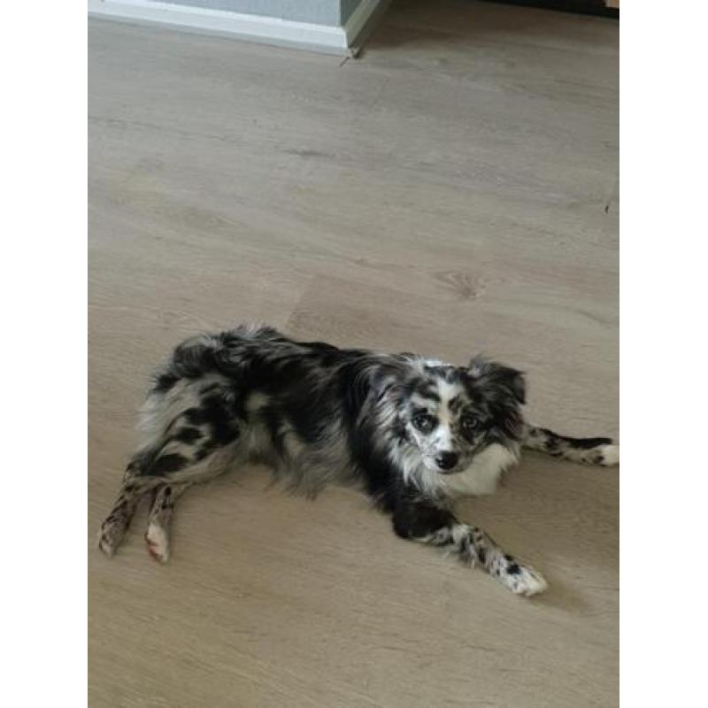 Unieke blue merle pup met blauwe ogen