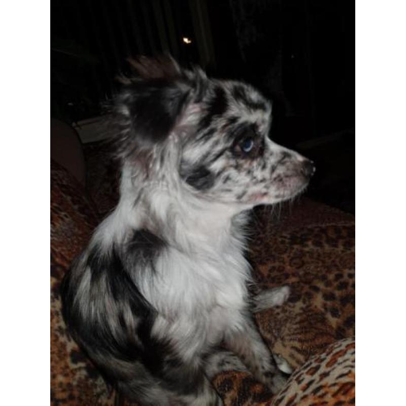 Unieke blue merle pup met blauwe ogen