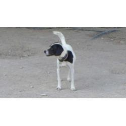 Watson (cm)