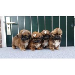 Mooie Shih tzu puppy's