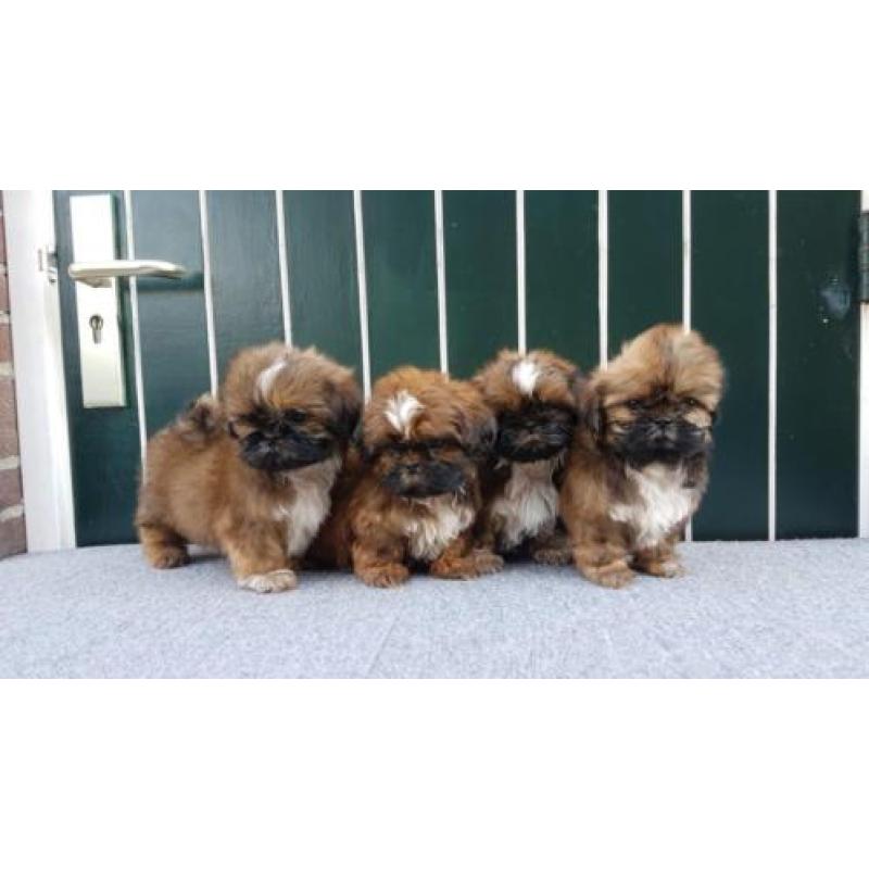 Mooie Shih tzu puppy's