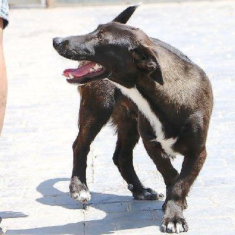 ACE: Temperanillo, Podenco Maneto mix, speels en vriendelijk