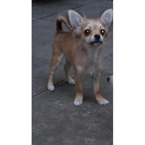 Mooi langhaar chihuahua pup teefje