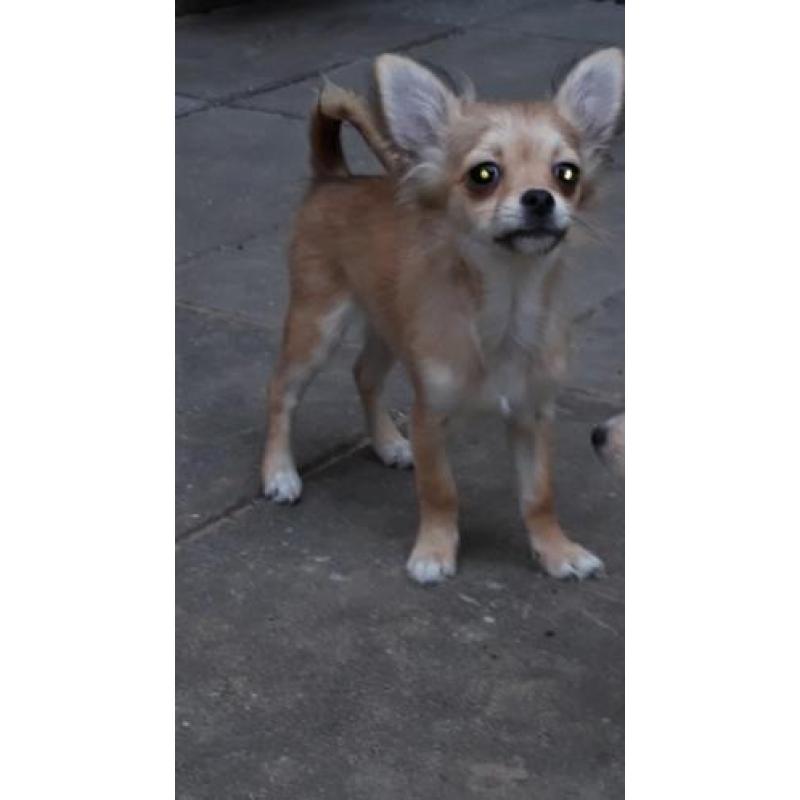 Mooi langhaar chihuahua pup teefje