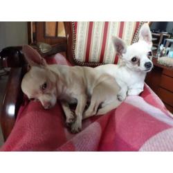 Chihuahuas te koop
