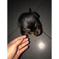 Honden rottweiler pups