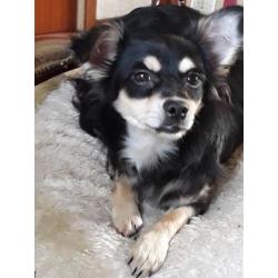 Chihuahuas te koop