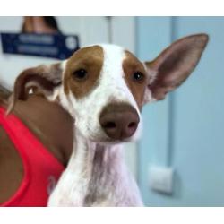 Pup Liesje, 3,5 maand