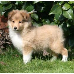 Sheltie pupjes beschikbaar
