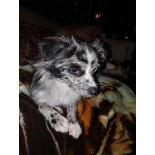 Unieke blue merle pup met blauwe ogen