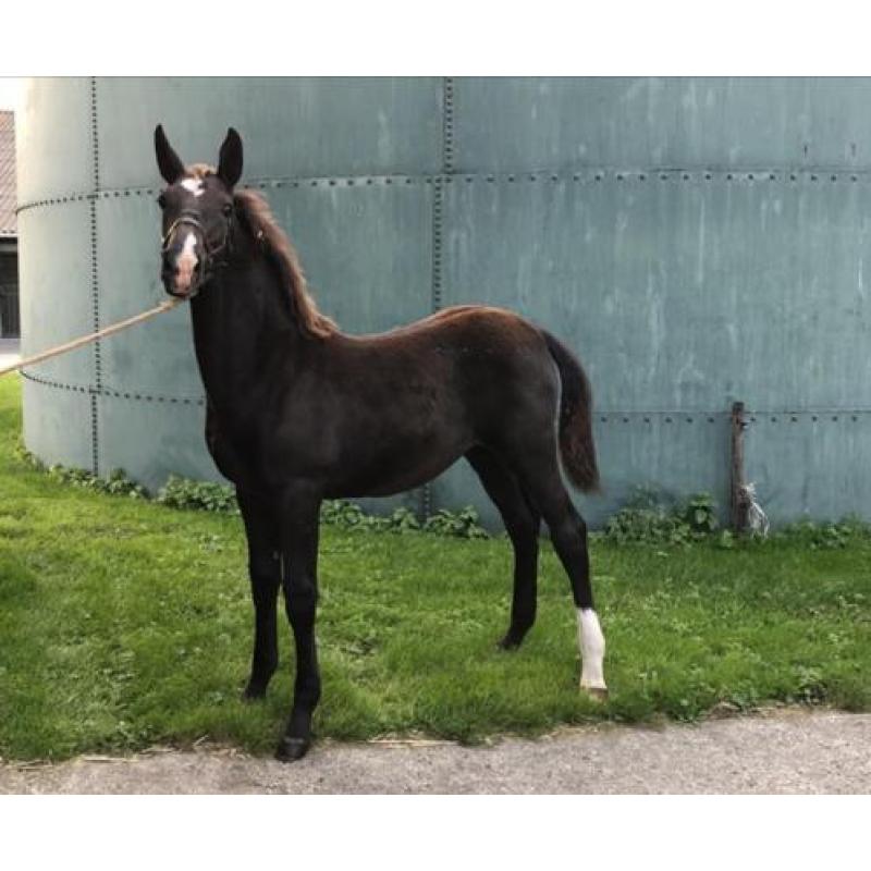 Tuigpaard merrie veulens