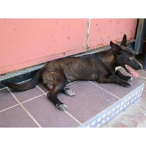 ACE: Temperanillo, Podenco Maneto mix, speels en vriendelijk