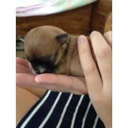 Chihuahua pups