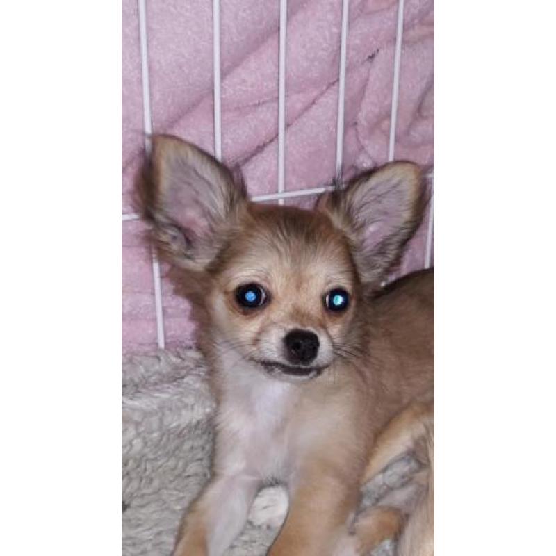 Mooi langhaar chihuahua pup teefje