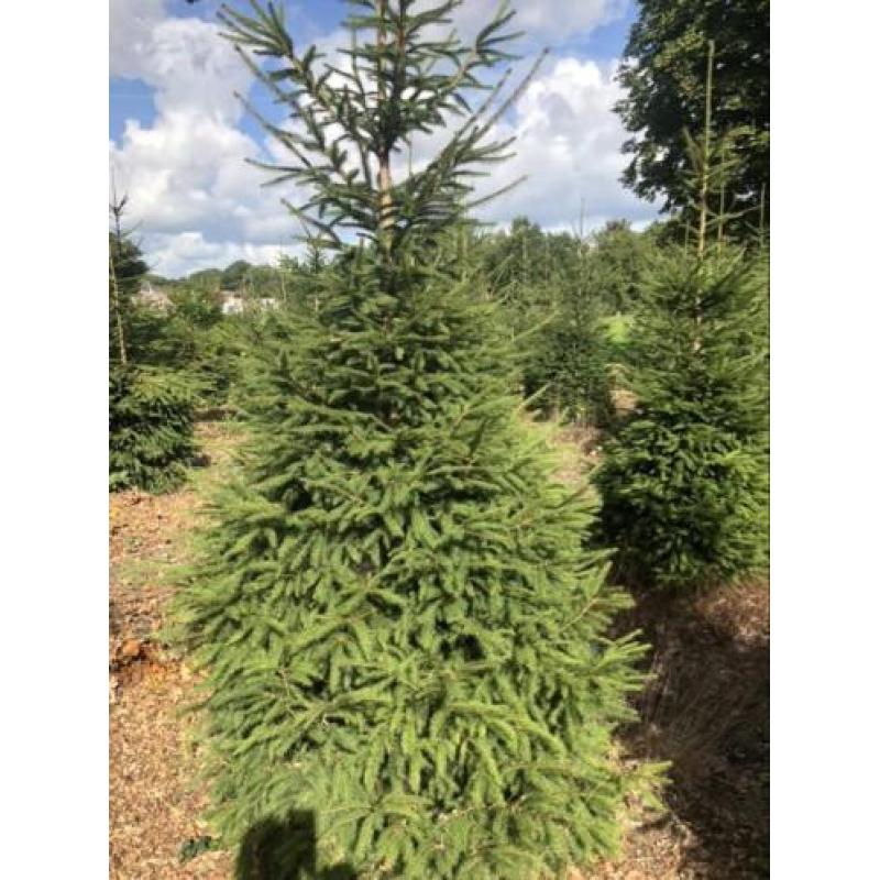 Kerstbomen partij