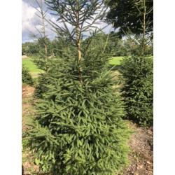 Kerstbomen partij