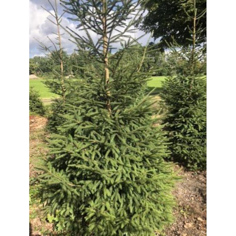 Kerstbomen partij