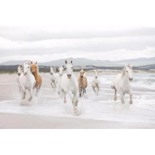 Witte Paarden Fotobehang Paarden behang Gratis verzending