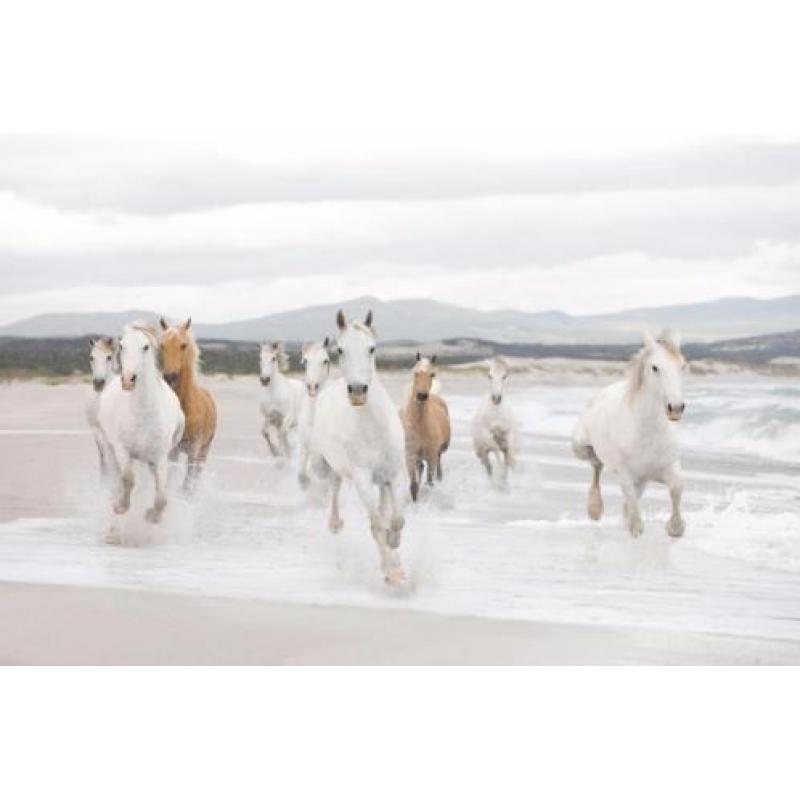 Witte Paarden Fotobehang Paarden behang Gratis verzending