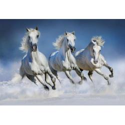 Witte Paarden Fotobehang Paarden behang Gratis verzending