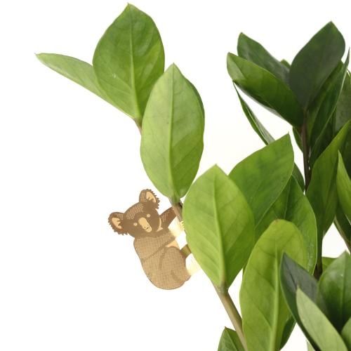 Plant Animal - Koala